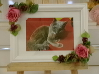 水戸市愛猫みいちゃん