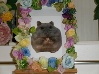 東海村ハムスター・虎太郎ちゃん