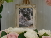 東海村愛犬RAFUちゃん