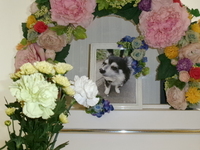 大子町愛犬レオちゃん