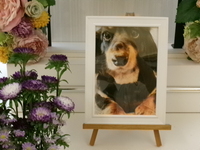 水戸市愛犬ＬＩＺ（リズ）ちゃん