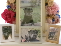 水戸市愛犬マニーちゃん