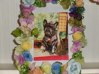 水戸市愛犬虎の助ちゃん