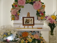 ひたちなか市愛猫ポン酢ちゃん