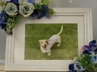 笠間市愛犬クッキーちゃん