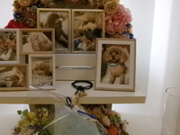 笠間市愛犬きなこちゃん