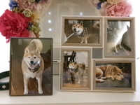 水戸市愛犬佳太ちゃん