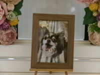 水戸市愛犬まもるちゃん