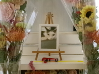 ひたちなか市愛猫ライカンちゃん