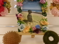 那珂市愛犬メリーちゃん