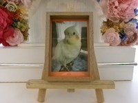 茨城町愛鳥ゆずちゃん