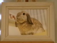 水戸市愛兎もちちゃん