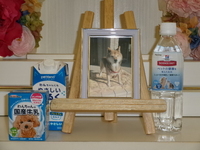 日立市愛犬チロちゃん