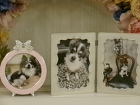 常陸太田市愛犬アッシュちゃん