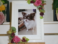 水戸市愛犬シフォンちゃん