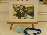 那珂市愛猫カイトちゃん