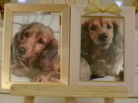 小美玉市愛犬プリンちゃん