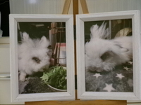 茨城町愛兎もこちゃん