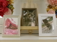 日立市愛猫チロちゃん