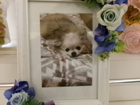 水戸市愛犬らいとちゃん