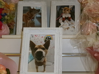 那珂市愛犬花ちゃん