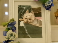 日立市愛犬るうちゃん