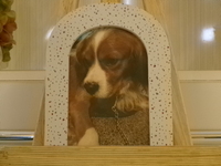 東海村愛犬マリオちゃん