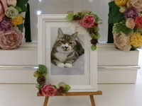 常陸太田市愛猫リオンちゃん