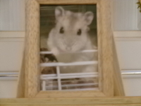 石岡市ハムスターろどちゃん