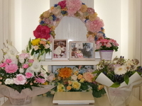 水戸市愛犬のんちゃん