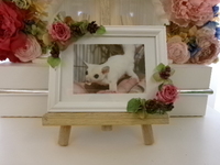 水戸市フクロモモンガ・ポテチちゃん