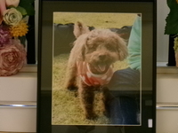 大子町愛犬ムックちゃん