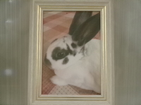 日立市愛兎こおりちゃん