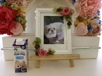 水戸市愛犬キティーちゃん