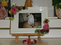 水戸市愛猫ミツちゃん