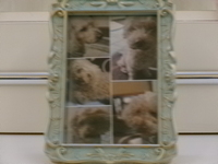 日立市愛犬ボスちゃん