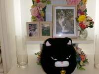 大子町愛猫あずきちゃん