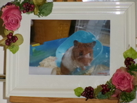 水戸市ハムスターハム男ちゃん