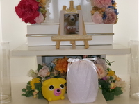 水戸市愛犬ももちゃん