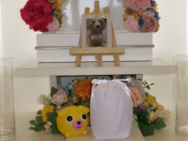 藤田家愛犬ももちゃん.JPG