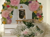 日立市愛犬ハクちゃん