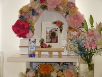 水戸市愛犬ミックちゃん