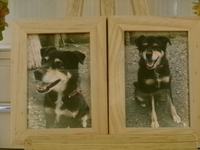 大子町愛犬天（そら）ちゃん