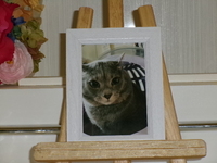 水戸市愛猫テトちゃん