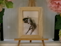 水戸市愛犬ほっけちゃん