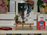 水戸市愛犬ミックちゃん