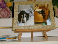 水戸市愛犬ゴエモンちゃん