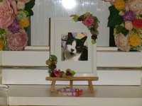 日立市愛猫ぶちこちゃん