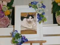 水戸市愛猫りっくん