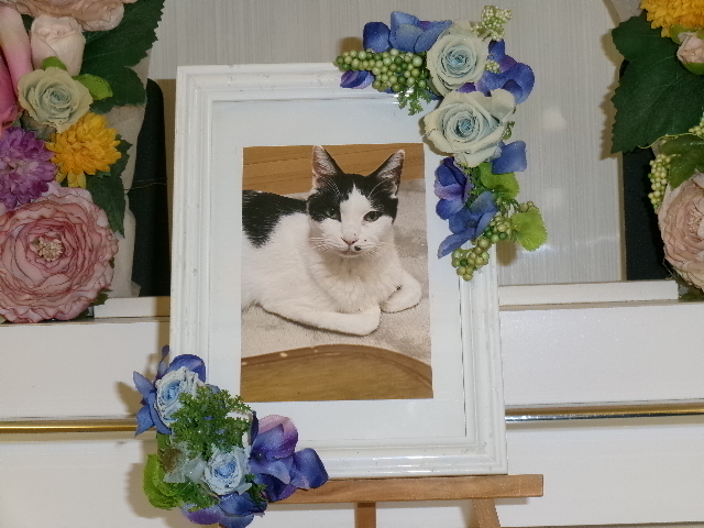 吉沢家愛猫りっくん.JPG